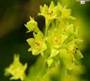 LADY'S MANTLE HERBS2