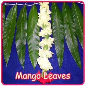 Mango Leaf For Functions