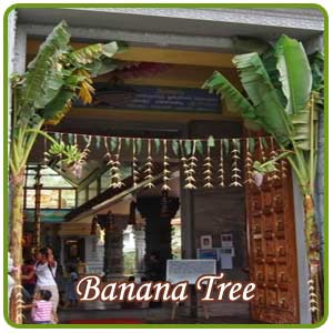 Banana Tree Tradition