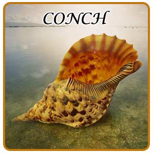 Conch Auspicious Symbols