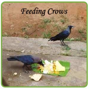 Story Of Feeding Crows