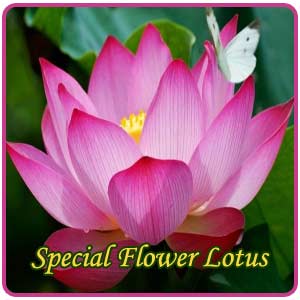 Special Flower Lotus