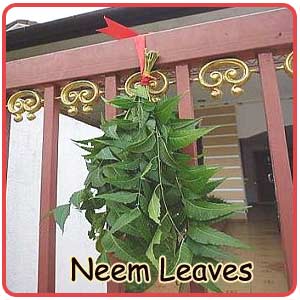 Neem Leaf For Functions