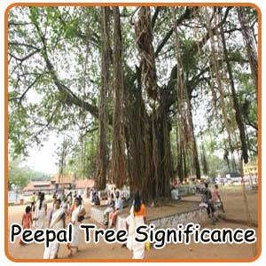 Peepal Tree Significance