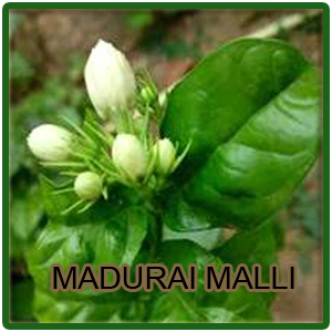 Madurai Malli Bud