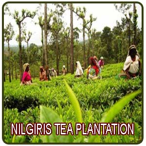 Nilgiri Tea Plantation