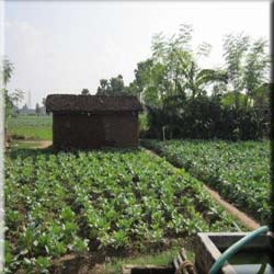Bihar agriculture