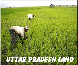 Uttar pradesh agriculture