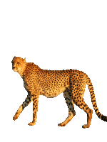 Cheetah