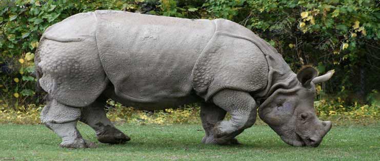 Rhinoceros