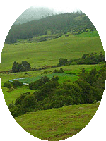 OOTY