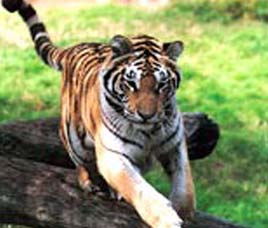 Sariska Wildlife Sanctuary