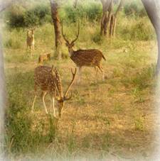 Sariska Wildlife Sanctuary
