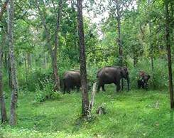 Wayanad Wildlife Sanctuary Wayanad Wildlife Sanctuary