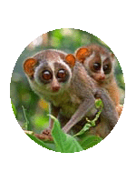 Wayanad Wildlife Sanctuary