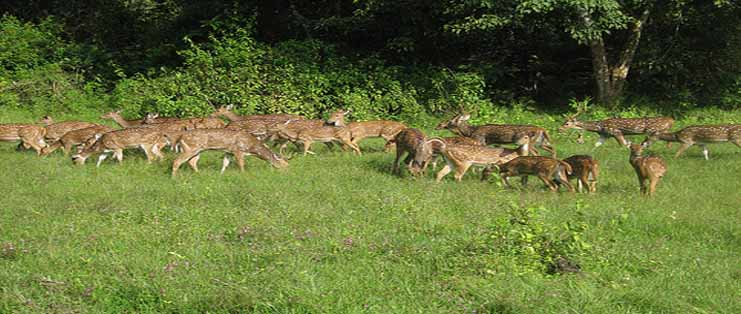 WAYANAD