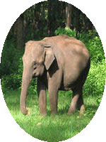 WAYANAD