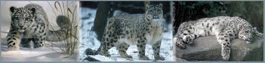 Indian Snow leopards are also known by the name of Ounce.