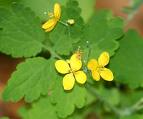 CELENDINE CHELIDONIUM MAJUS CELENDINE CHELIDONIUM MAJUS