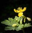 CELENDINE HERBS1 CELENDINE HERBS1