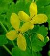 CELENDINE HERBS3 CELENDINE HERBS3