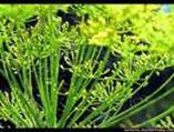 DILL ANETHUM GRAVEOLENS DILL ANETHUM GRAVEOLENS