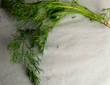 DILL HERB2 DILL HERB2