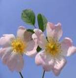DOG ROSE CANINA DOG ROSE CANINA