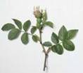 DOG ROSE HERB1 DOG ROSE HERB1