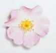 DOG ROSE HERB2 DOG ROSE HERB2