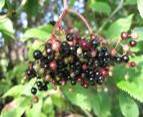 ELDER BERRIES SAMBUCUS