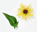 ELECAMPANE HERBS1 ELECAMPANE HERBS1