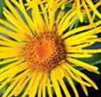 ELECAMPANE HERBS2 ELECAMPANE HERBS2