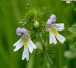 EYEBRIGHT HERBS1 EYEBRIGHT HERBS1