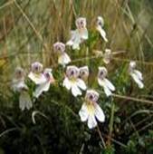 EYEBRIGHT EUPHRASIA OFFICINALIS EYEBRIGHT EUPHRASIA OFFICINALIS