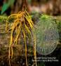 GOLDENSEAL PARTS GOLDENSEAL PARTS