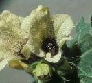 HENBANE HERBS1 HENBANE HERBS1