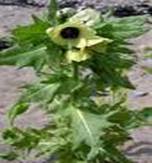 HENBANE HYSOCYAMUS HENBANE HYSOCYAMUS