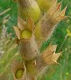 HENBANE NIGER HENBANE NIGER