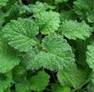 HOREHOUND HERB1 HOREHOUND HERB1