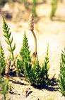HORSETAIL HERBS1 HORSETAIL HERBS1