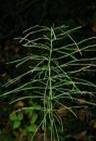 HORSETAIL HERBS2 HORSETAIL HERBS2
