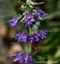HYSSOP HERB1 HYSSOP HERB1