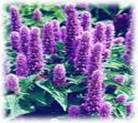 HYSSOPUS OFFICINALIS HYSSOPUS OFFICINALIS