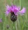 KNAPWEED HERB1 KNAPWEED HERB1