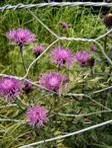 KNAPWEED GREAT CENTAUREA SCABIOSA2 KNAPWEED GREAT CENTAUREA SCABIOSA2