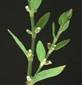 KNOTGRASS HERB1 KNOTGRASS HERB1