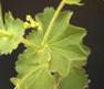 LADY'S MANTLE HERBS1