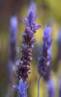 LAVENDER HERBS1