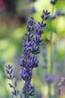 LAVENDER HERBS2